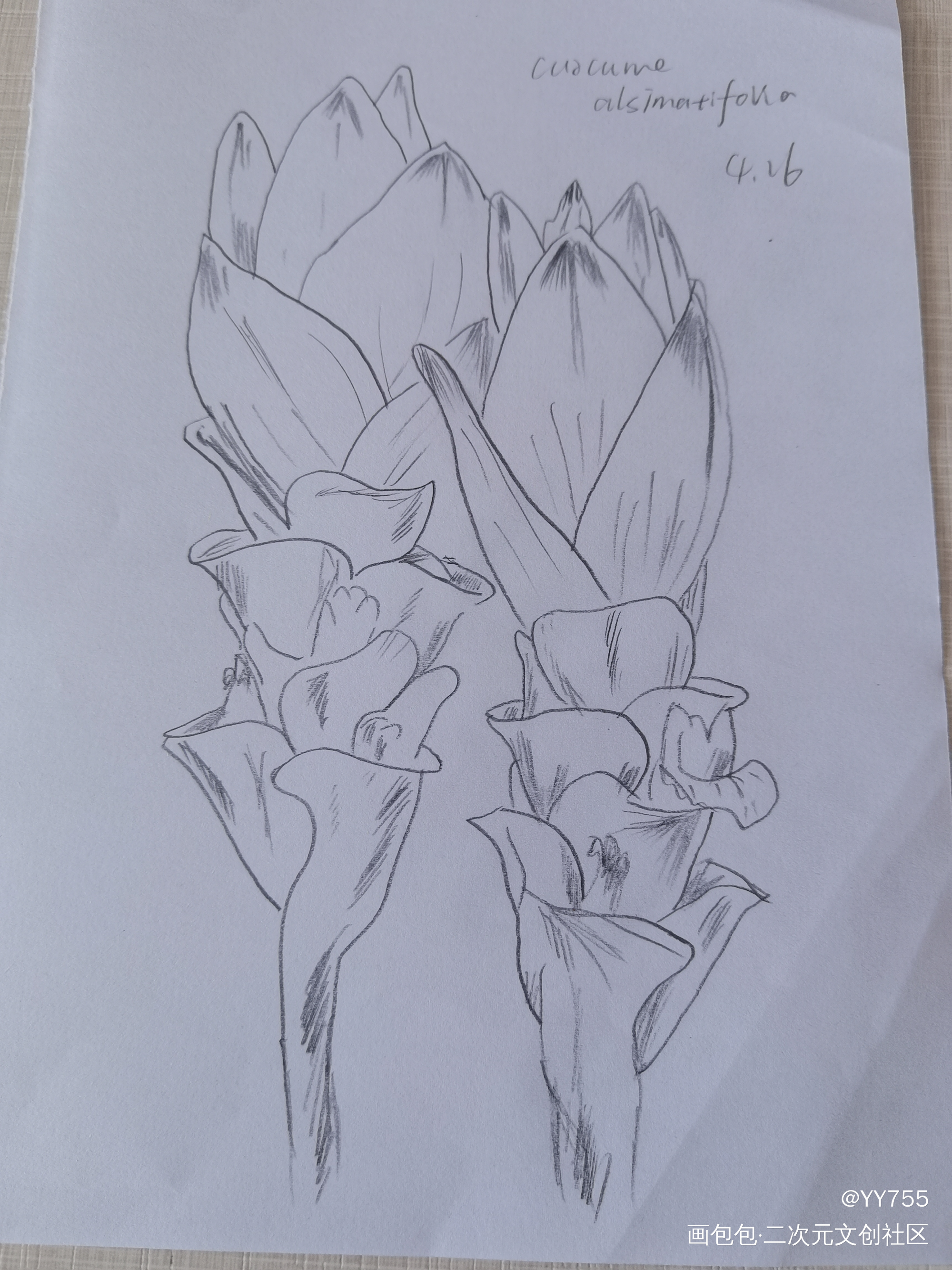 花花_铅笔绘画作品