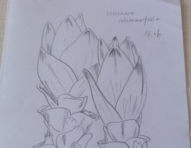 花花_绘画作品