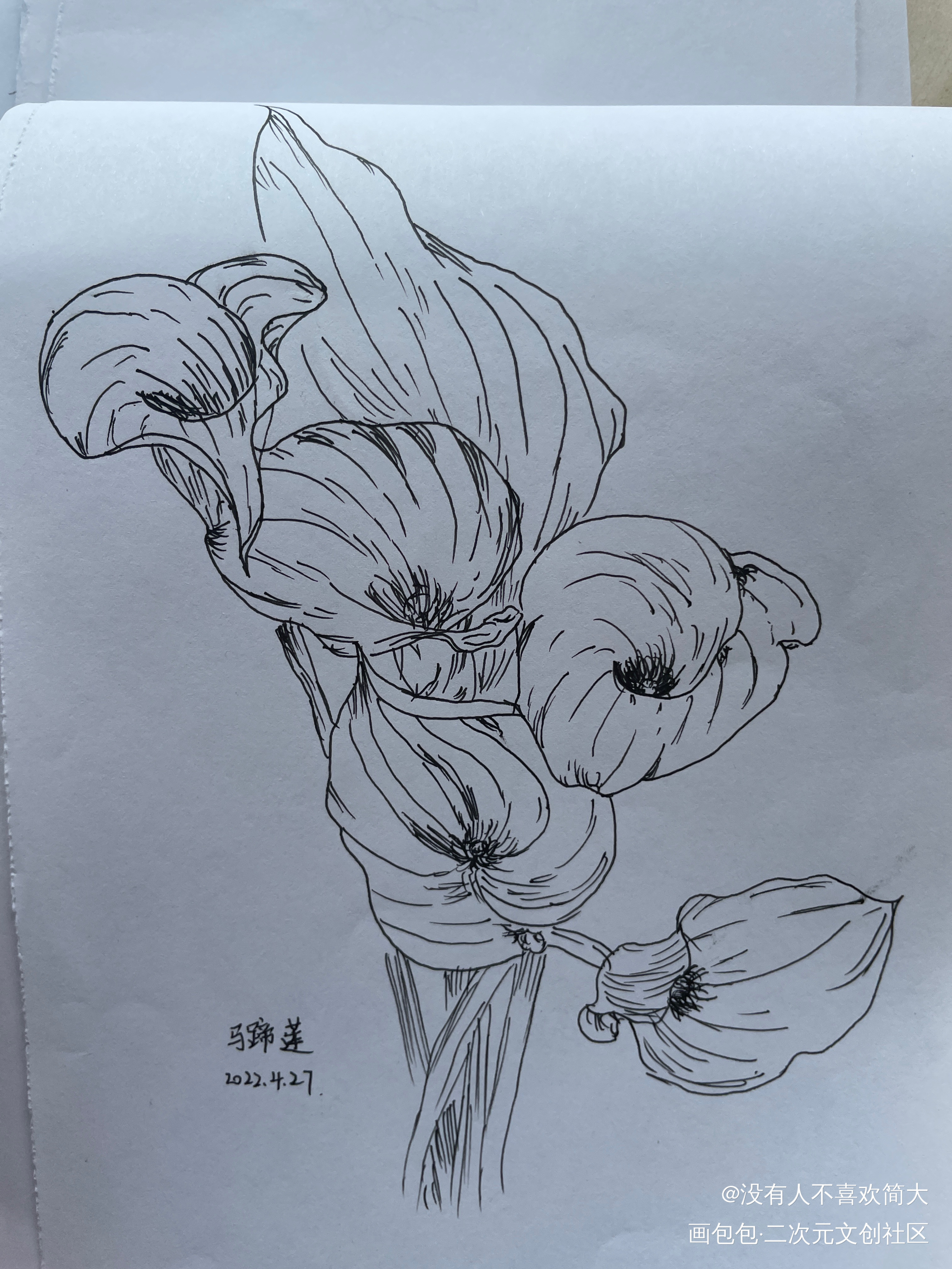 马蹄莲_手绘绘画作品