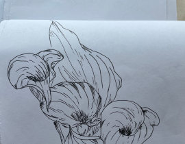 马蹄莲_绘画作品