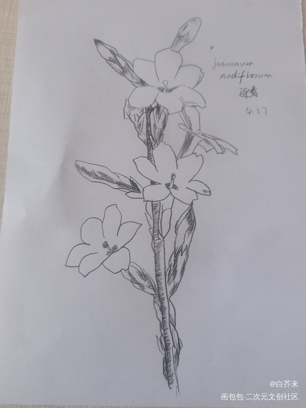迎春花_铅笔绘画作品