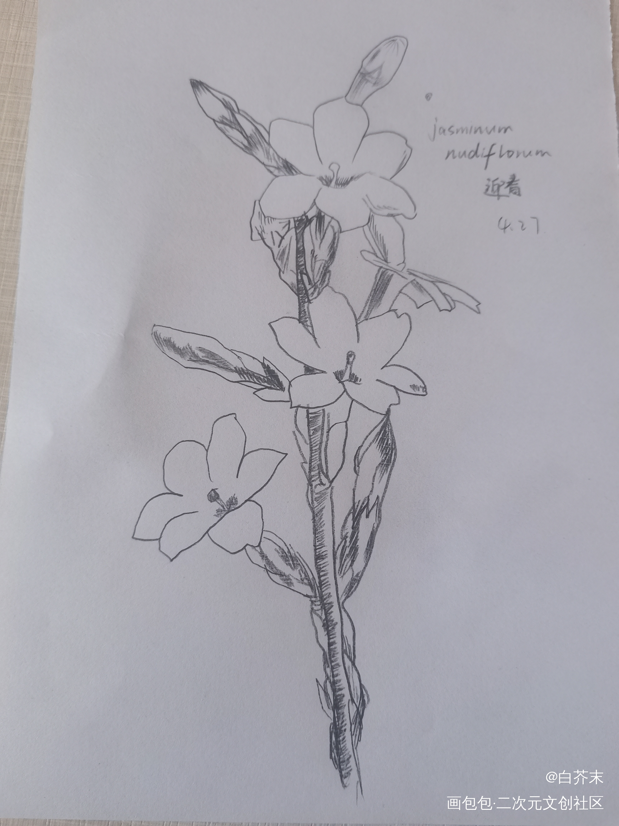 迎春花_铅笔绘画作品