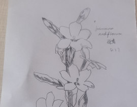 迎春花_绘画作品