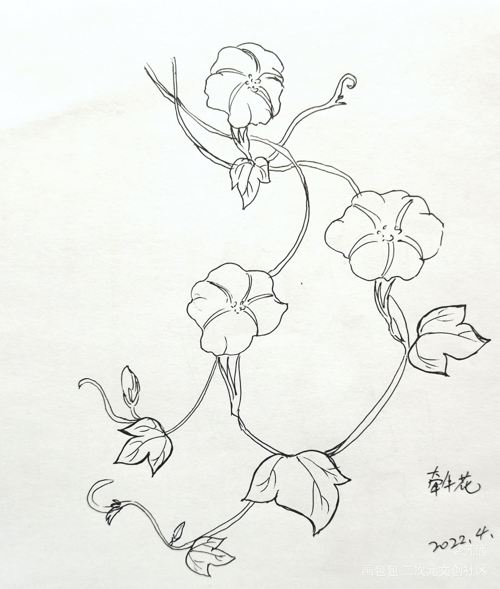牵牛花_手绘临摹绘画作品