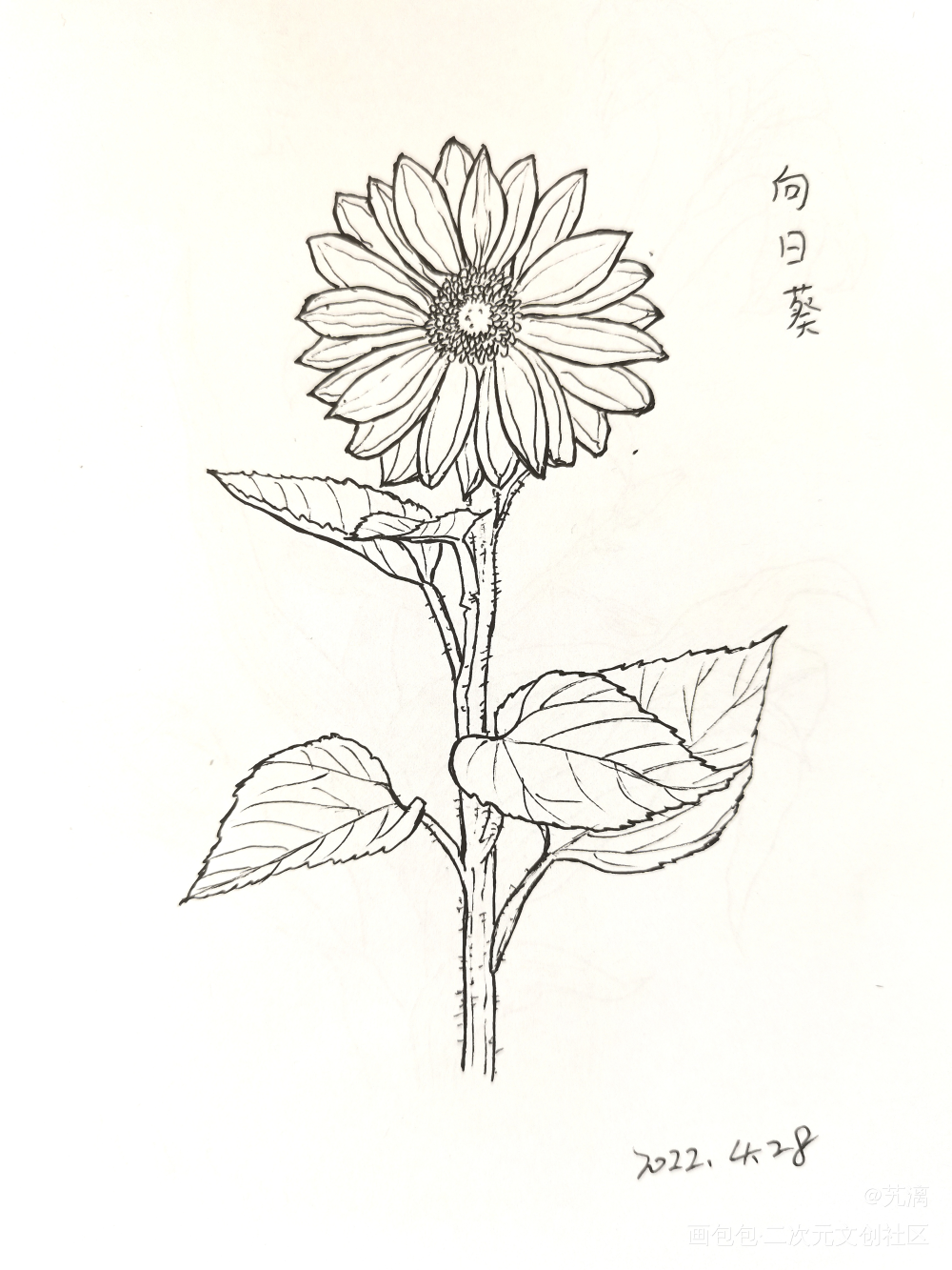 向日葵_手绘临摹绘画作品