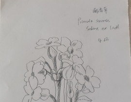 花花打卡_绘画作品