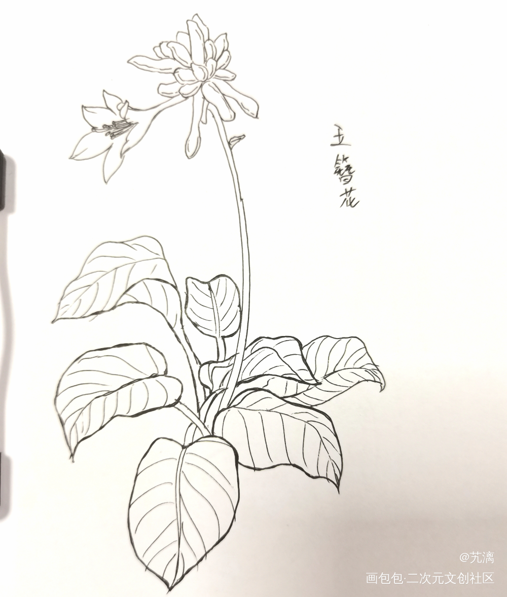 玉簪花_手绘临摹绘画作品