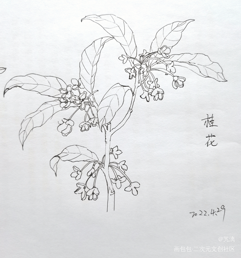 桂花_手绘临摹绘画作品