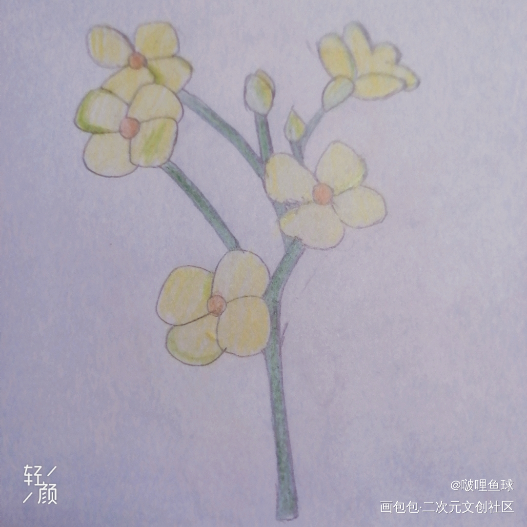 油菜花_铅笔绘画作品