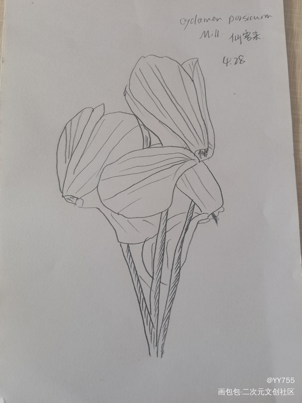 花_铅笔绘画作品