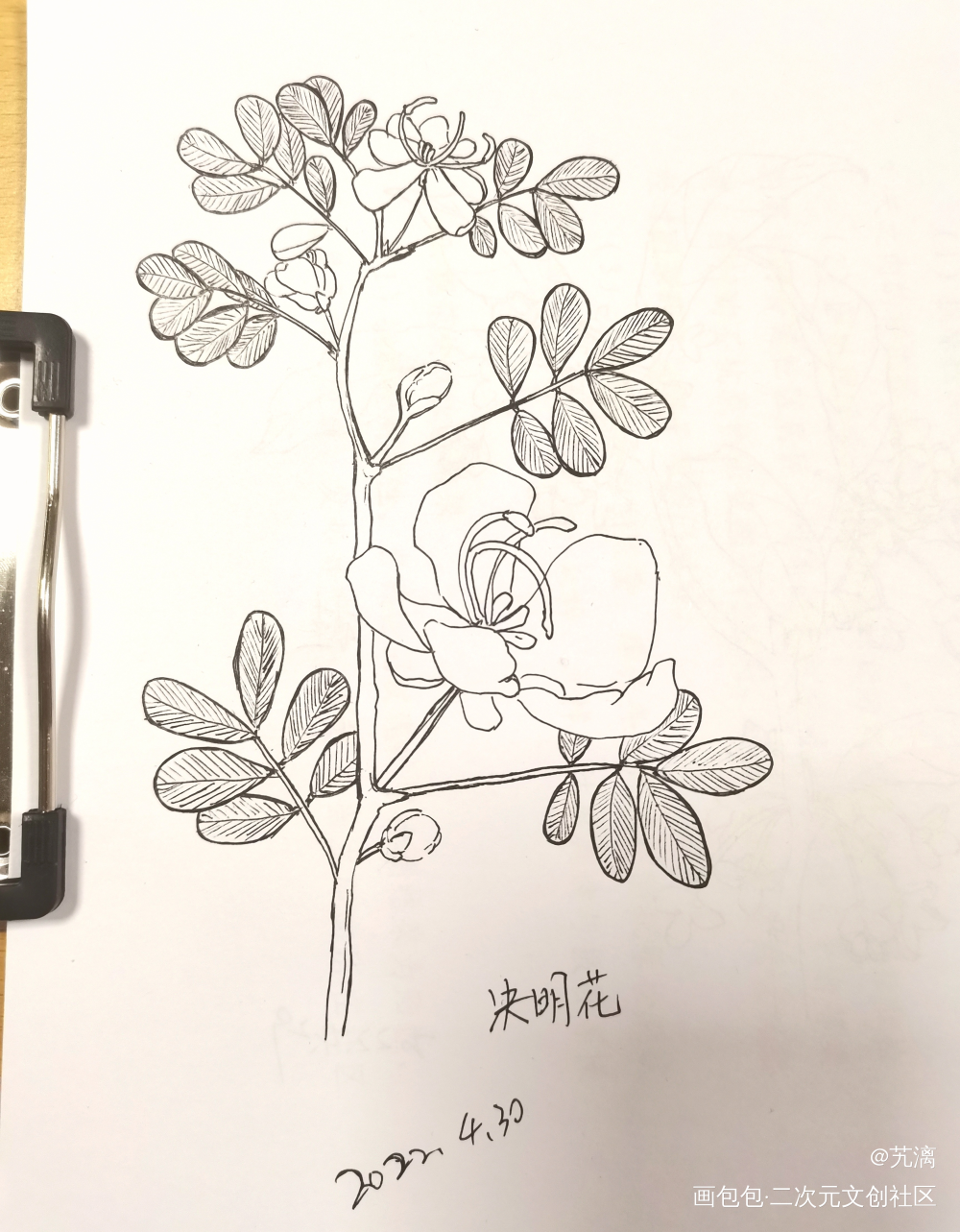 决明花_手绘临摹绘画作品