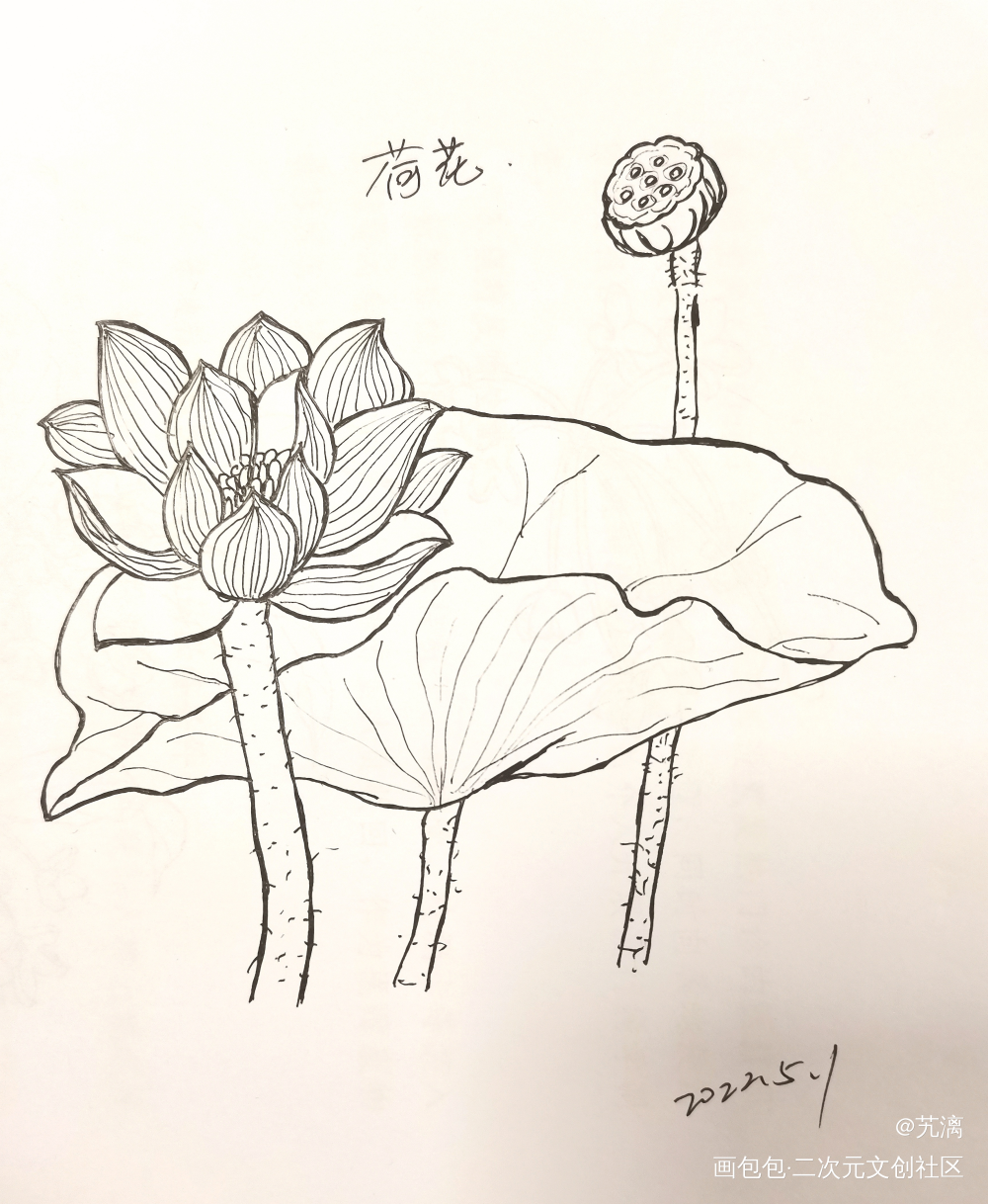 荷花_手绘临摹绘画作品
