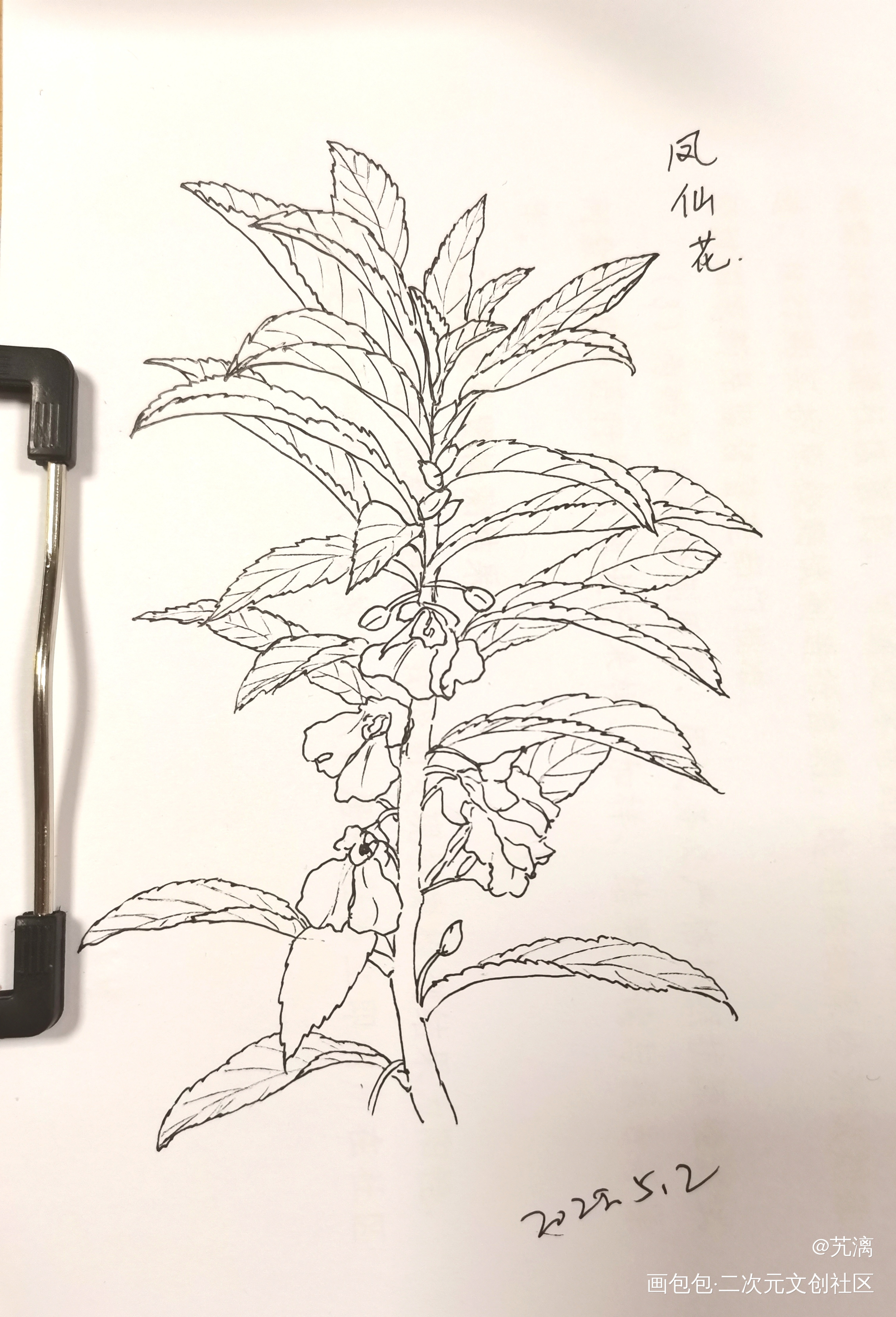 凤仙花_手绘临摹绘画作品
