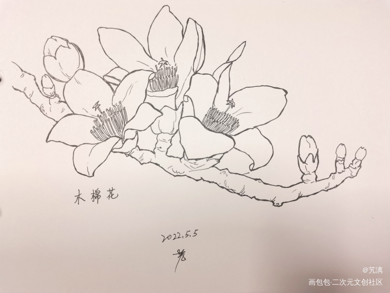 木棉花_手绘临摹绘画作品