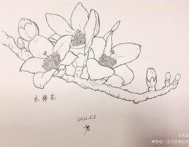广州木棉花简笔画图片