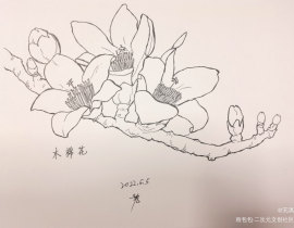 木棉花图片简笔画(木棉花简笔画图片大全 手绘图)