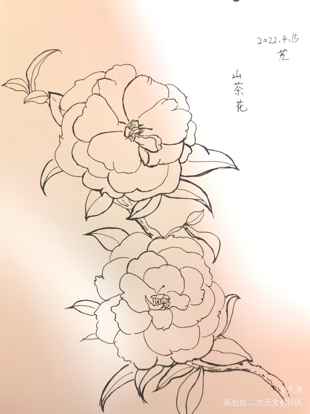 山茶花_手绘临摹绘画作品