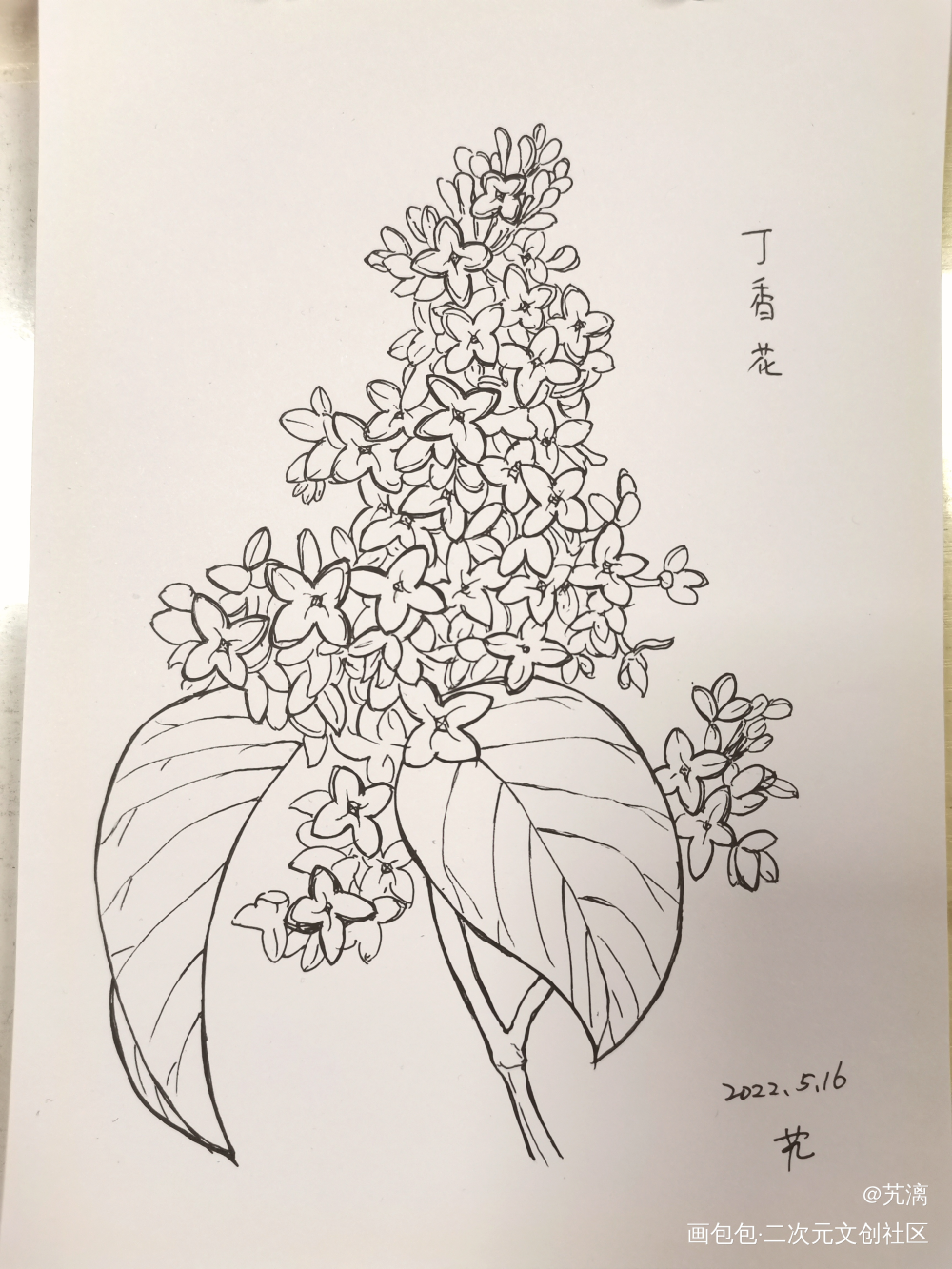 丁香花_手绘临摹绘画作品