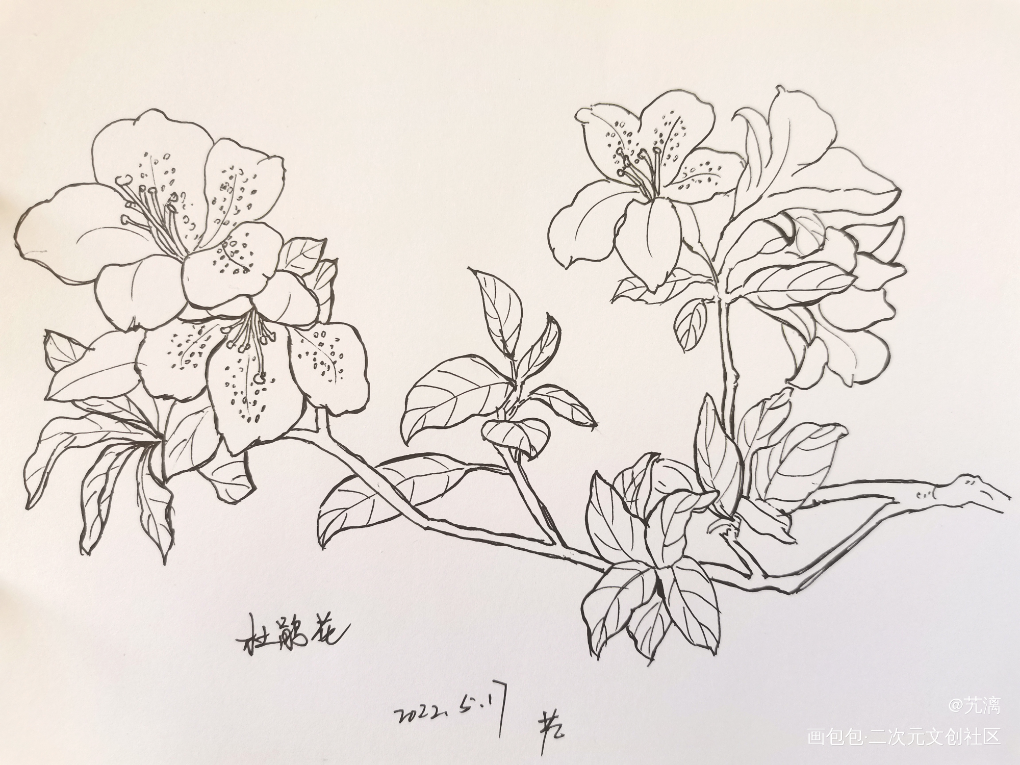 杜鹃花_手绘临摹绘画作品