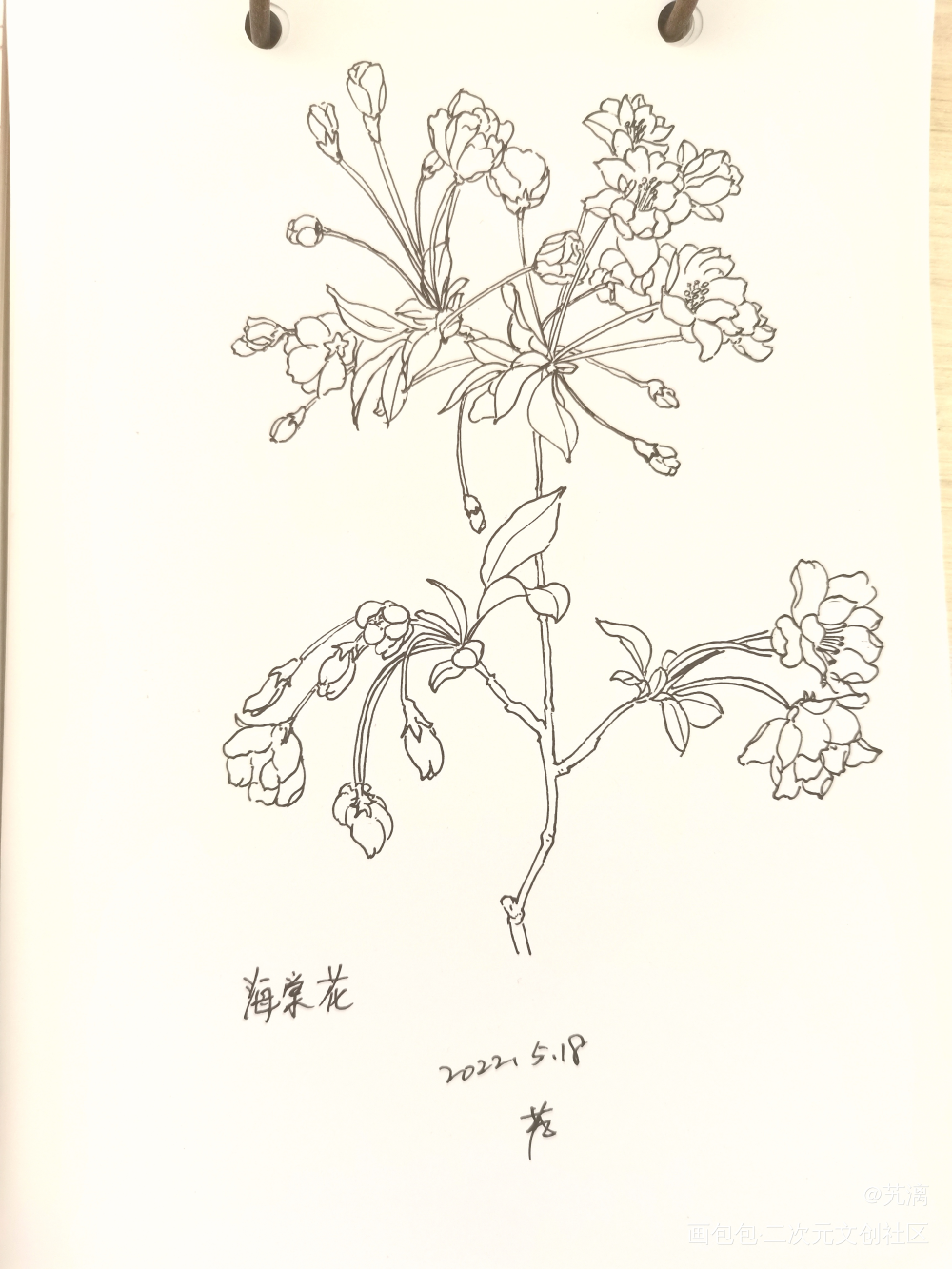 海棠花_手绘临摹绘画作品