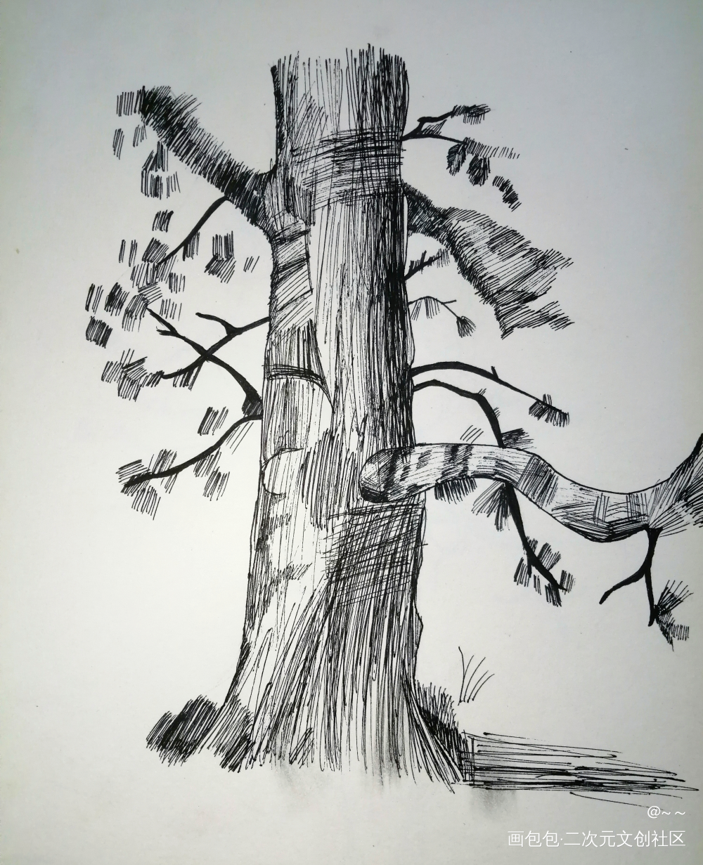 🌲（还是以前的＞＜)_圆珠笔手绘树木风景速写速写绘画作品