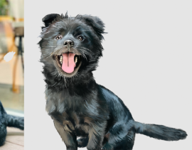 五彩斑斓的黑狗狗_绘画作品