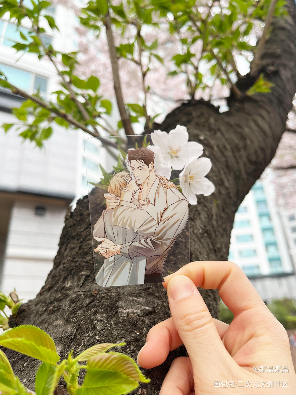 超透明卡_春天就要有樱花高质量美谷韩漫绘画作品