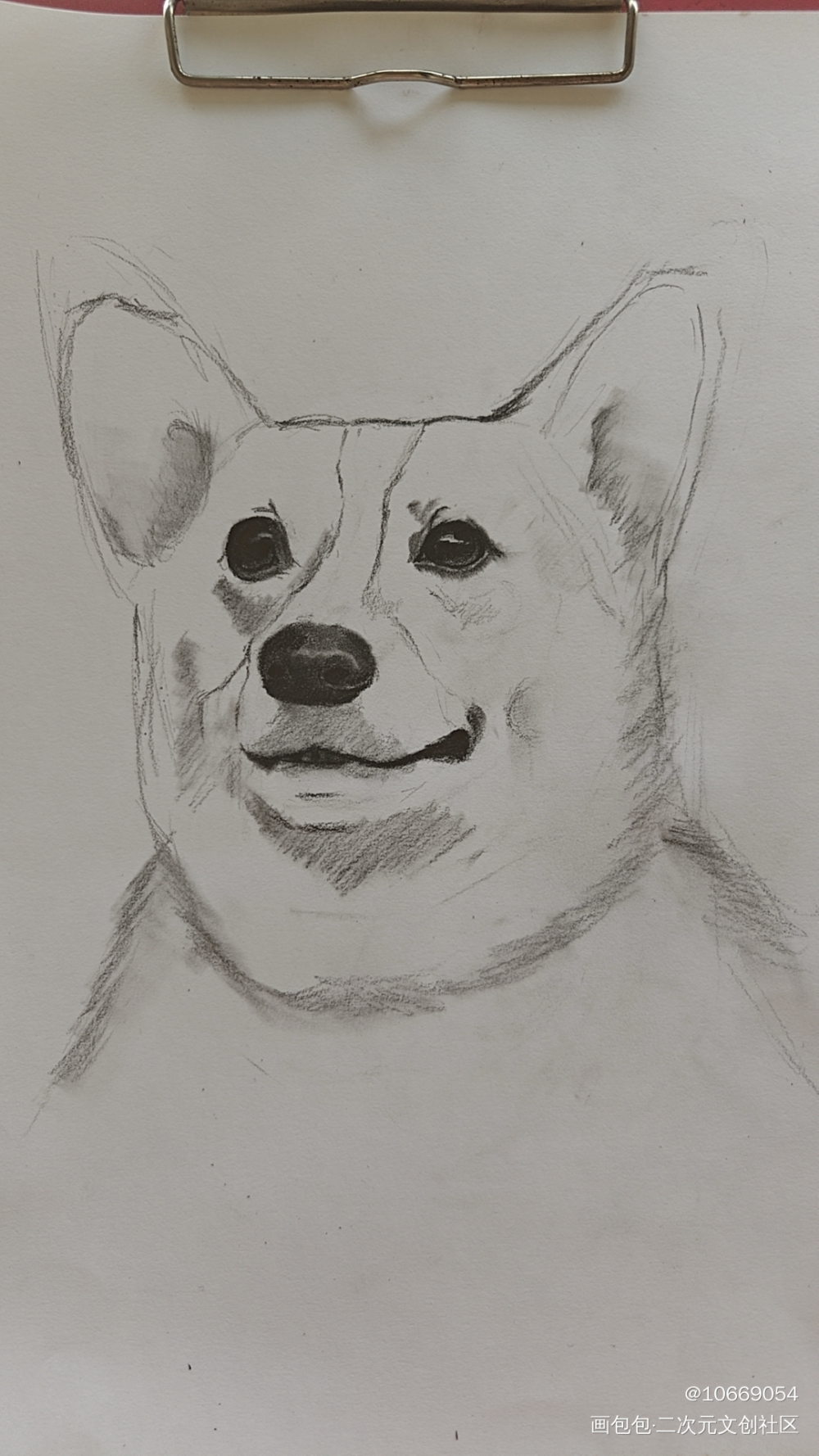 柯基_铅笔绘画作品