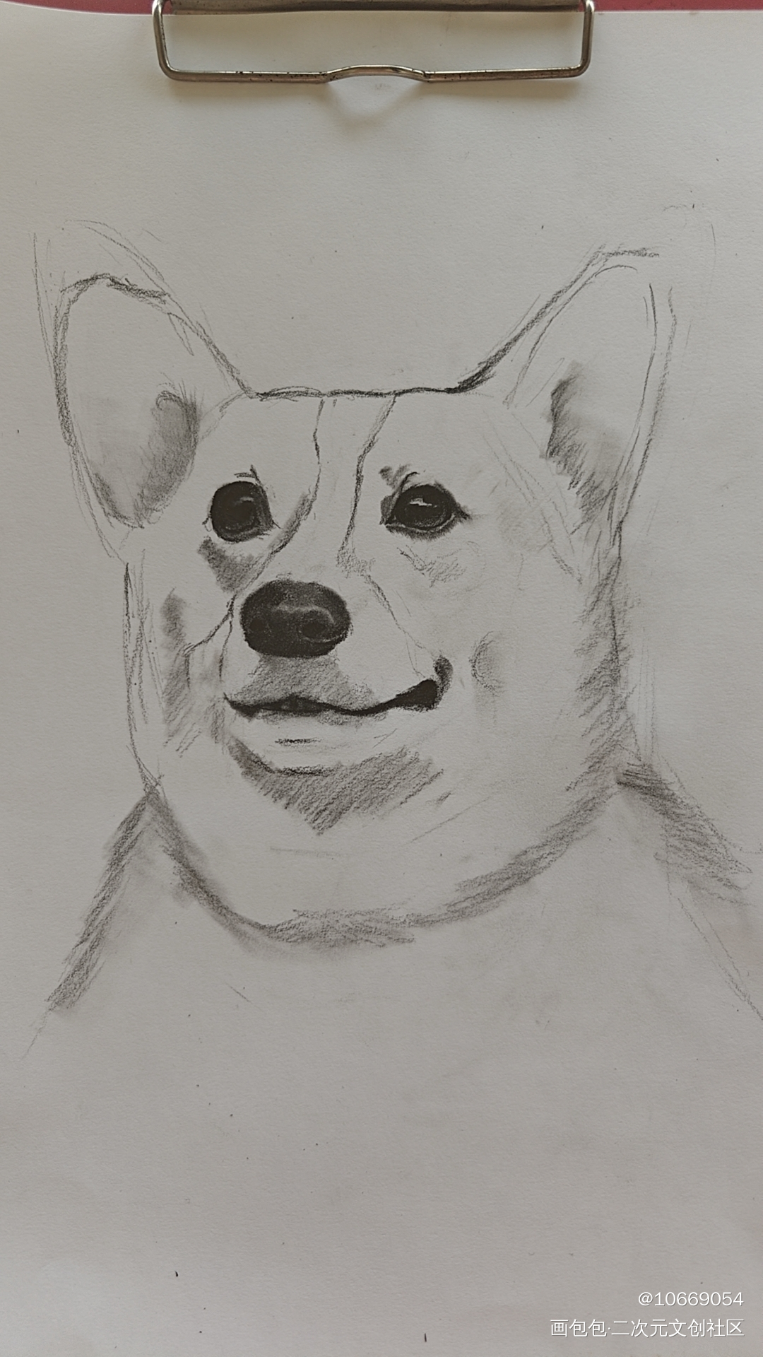 柯基_铅笔绘画作品
