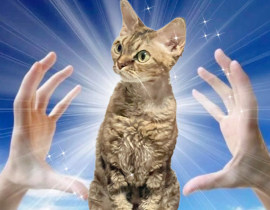 免费稿的宝宝，可以这里评论_绘画作品